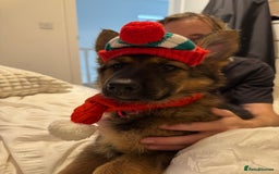 German Shepherd dogs for sale: GSD female Puppy - Image 5