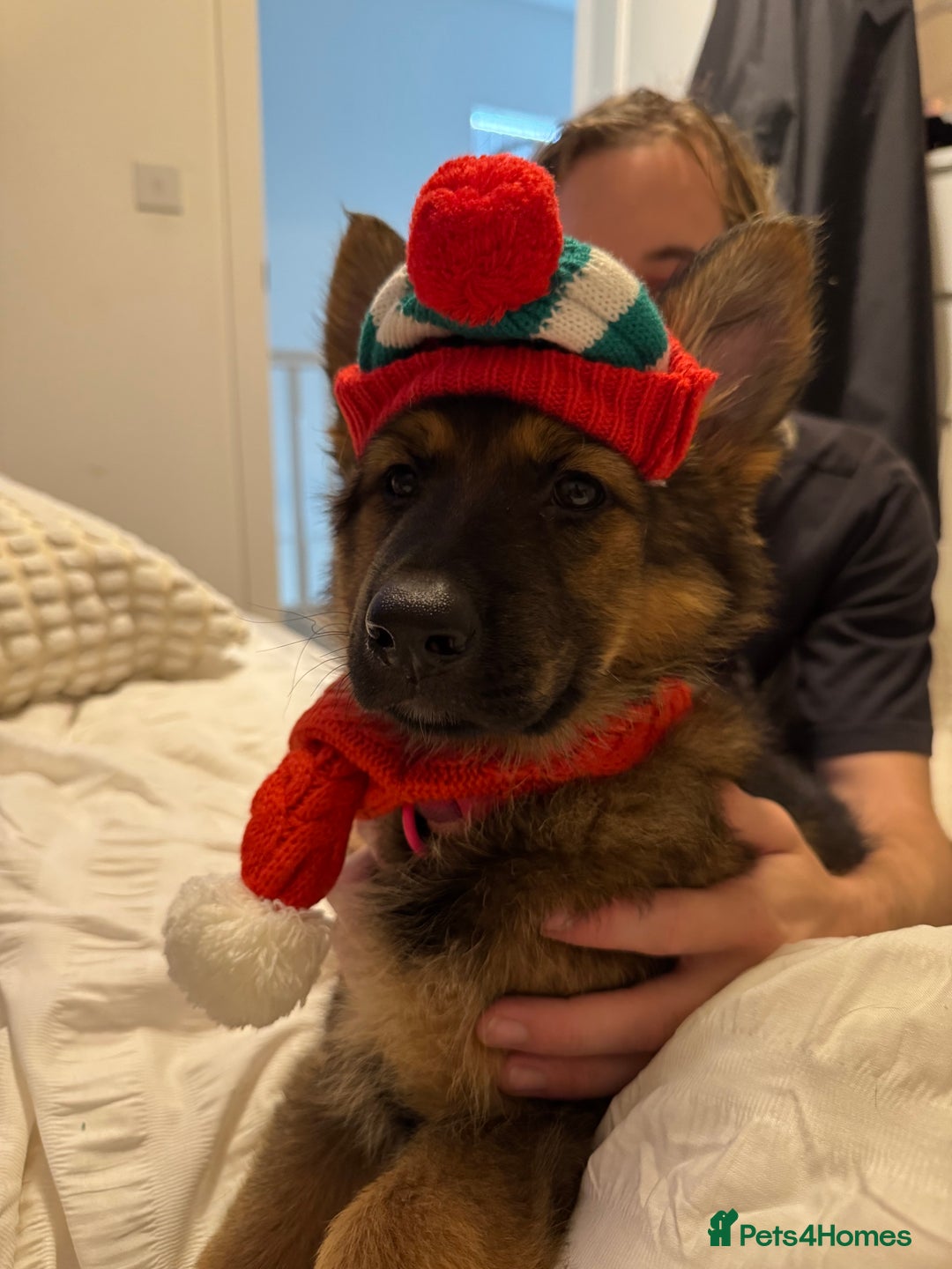German Shepherd dogs for sale: GSD female Puppy - Image 5
