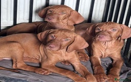 Hungarian Vizsla dogs for sale: Exceptional kc Hungarian viszla pups. NOW READY - Image 20