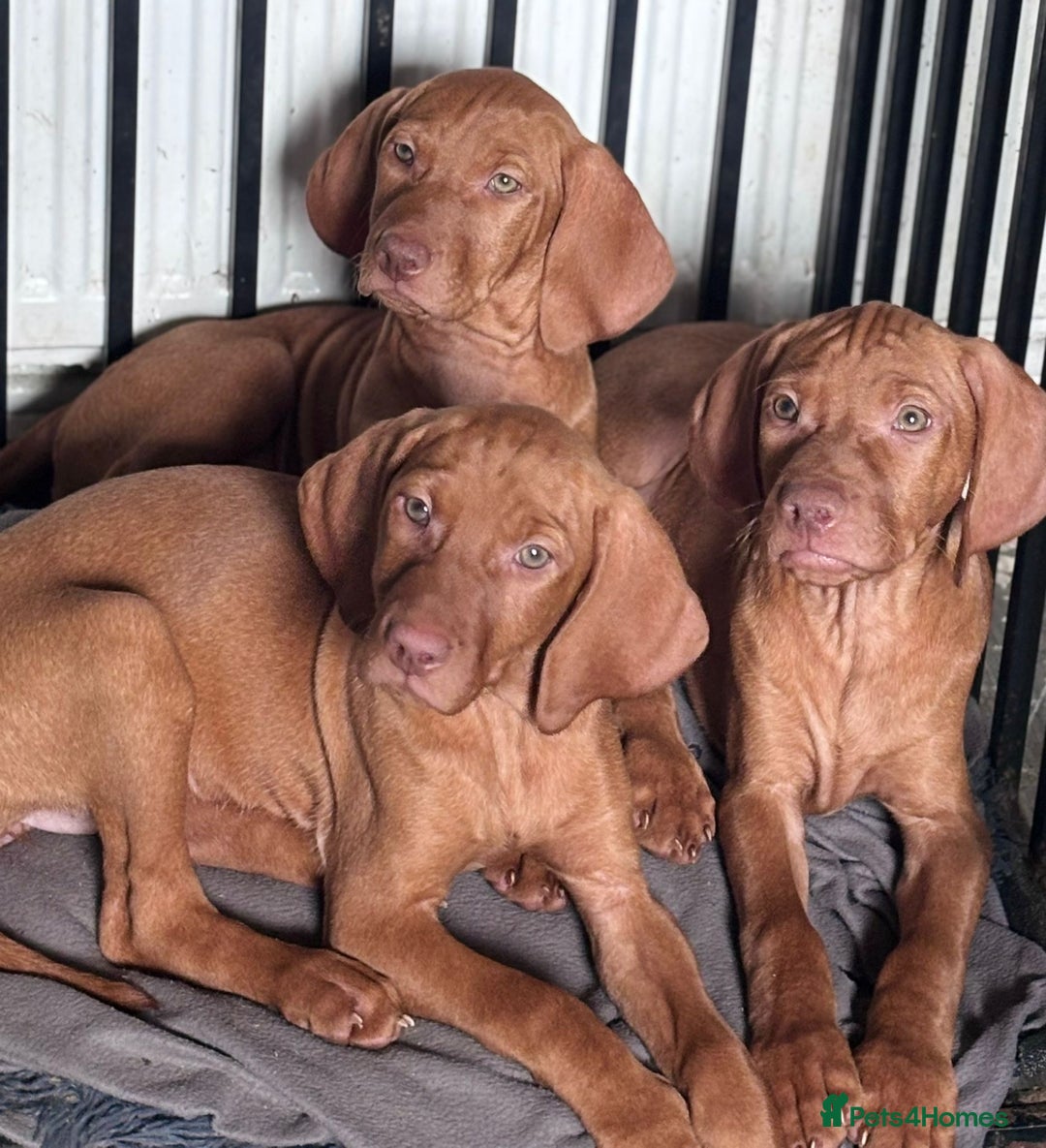 Hungarian Vizsla dogs for sale: Exceptional kc Hungarian viszla pups. NOW READY - Image 20