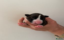 English Bull Terrier dogs for sale: Champion line EBT Puppies - Image 25