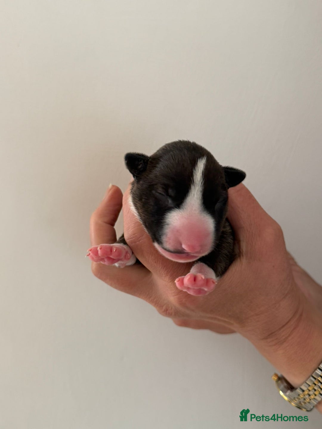 English Bull Terrier dogs for sale: Champion line EBT Puppies - Image 25