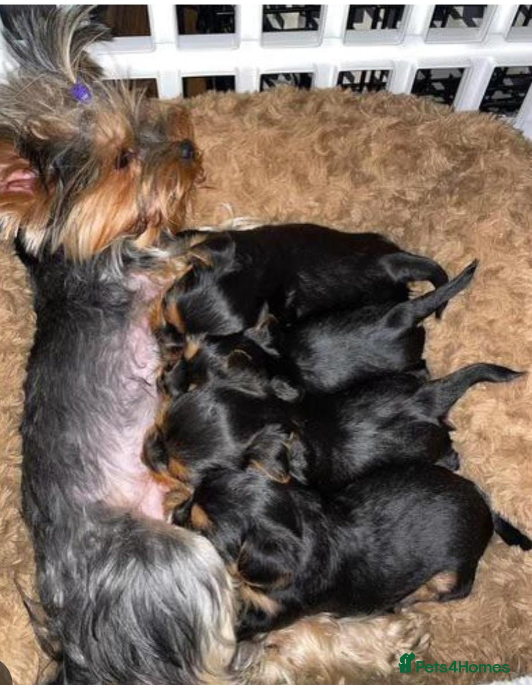 Yorkshire Terrier dogs for sale: Yorkshire terrier puppy  - Image 8