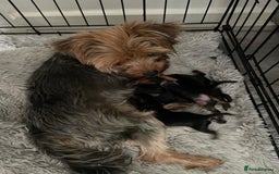 Yorkshire Terrier dogs for sale: PEDIGREE MINI YORKSHIRE TERRIER, VACCINATED,   - Image 1