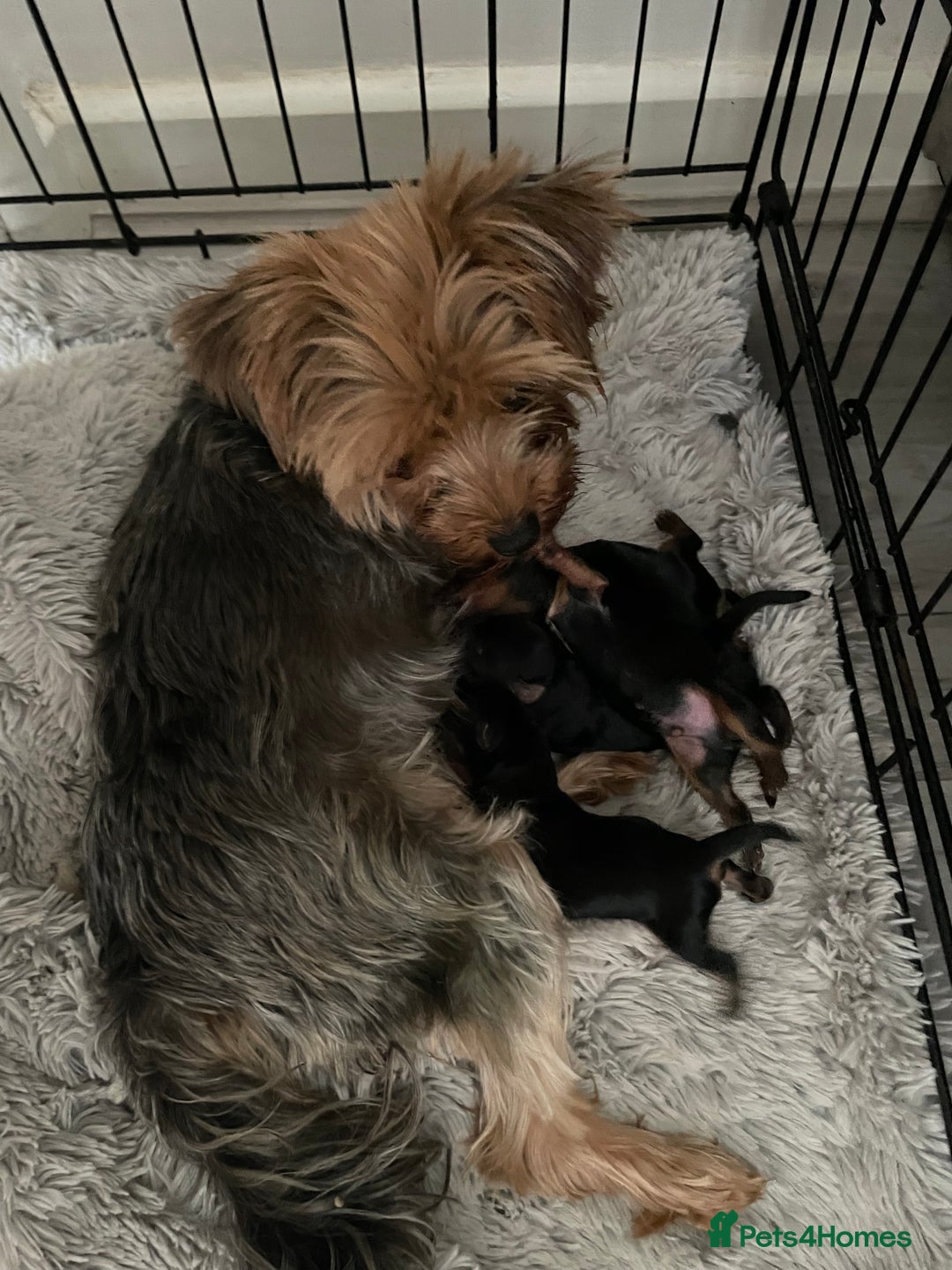 Yorkshire Terrier dogs for sale: PEDIGREE MINI YORKSHIRE TERRIER, VACCINATED,   - Image 1