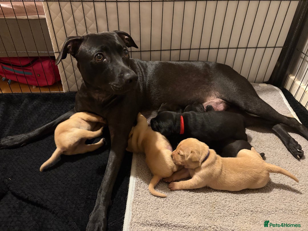 Mixed Breed dogs for sale: Beautiful Labrador x staffy puppies - Advert 7