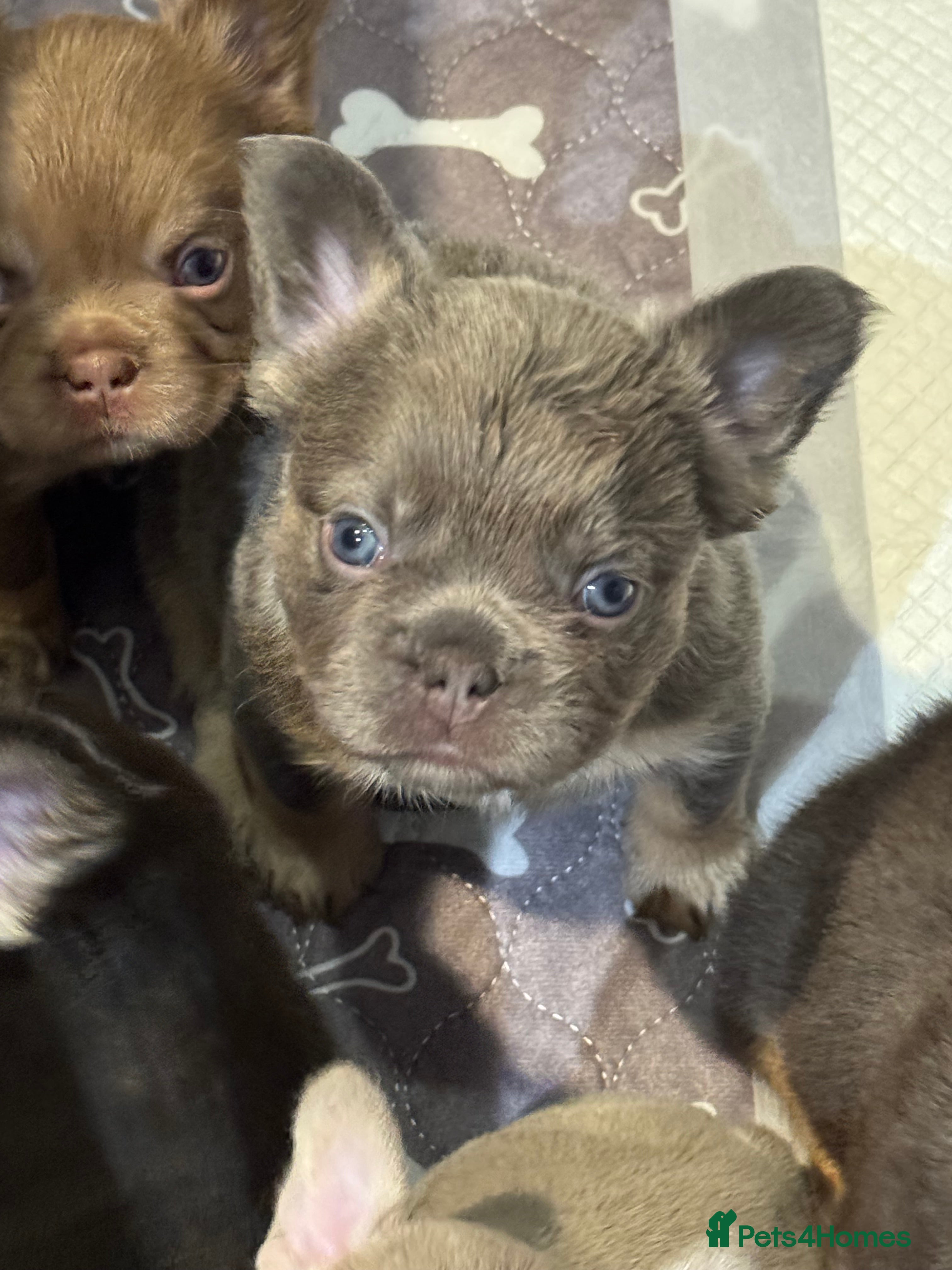 French Bulldog dogs Stunning French Bulldog puppies  - Advert 2