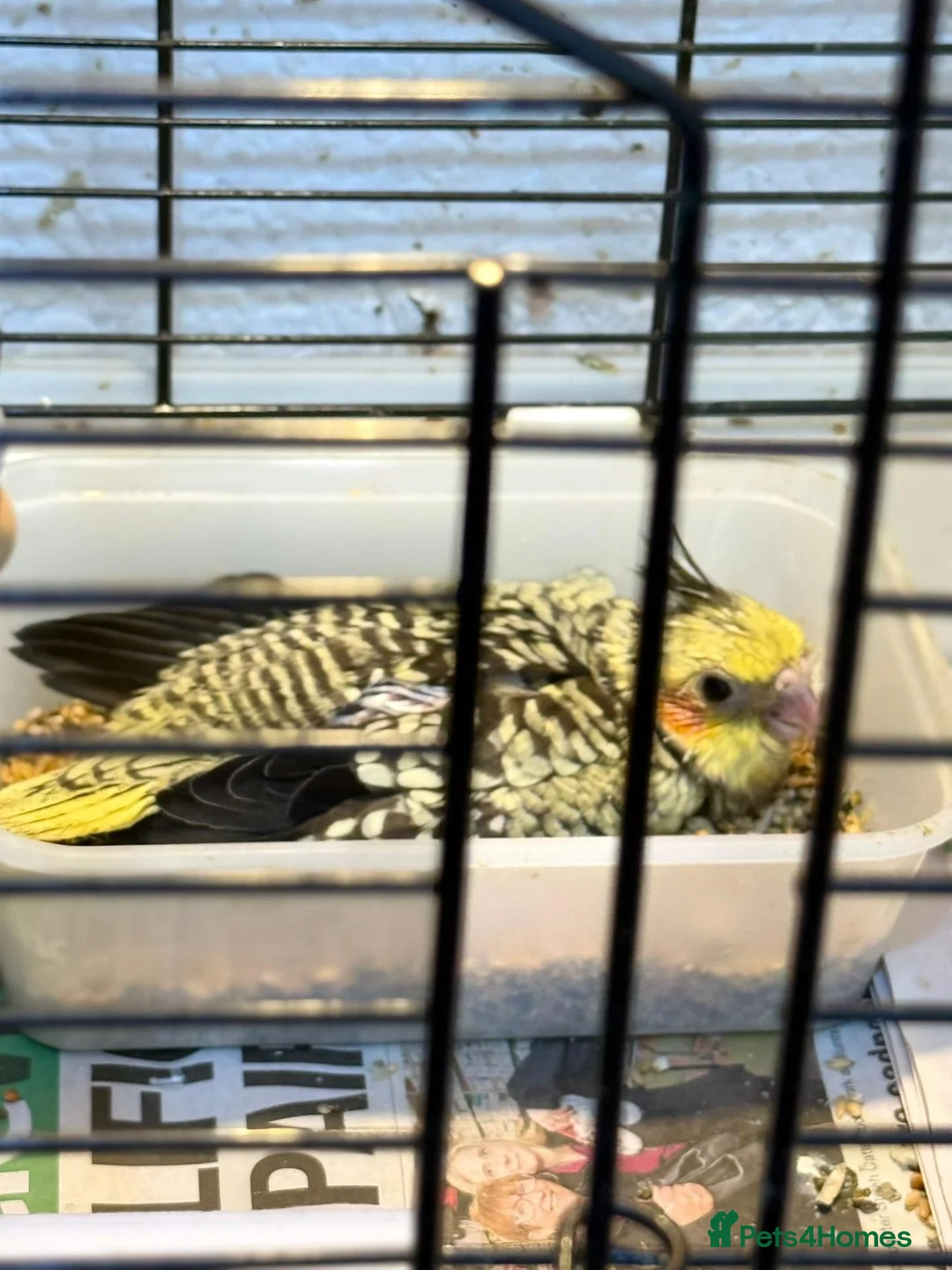 Cockatiels birds for sale: Cockatiel  - Advert 2