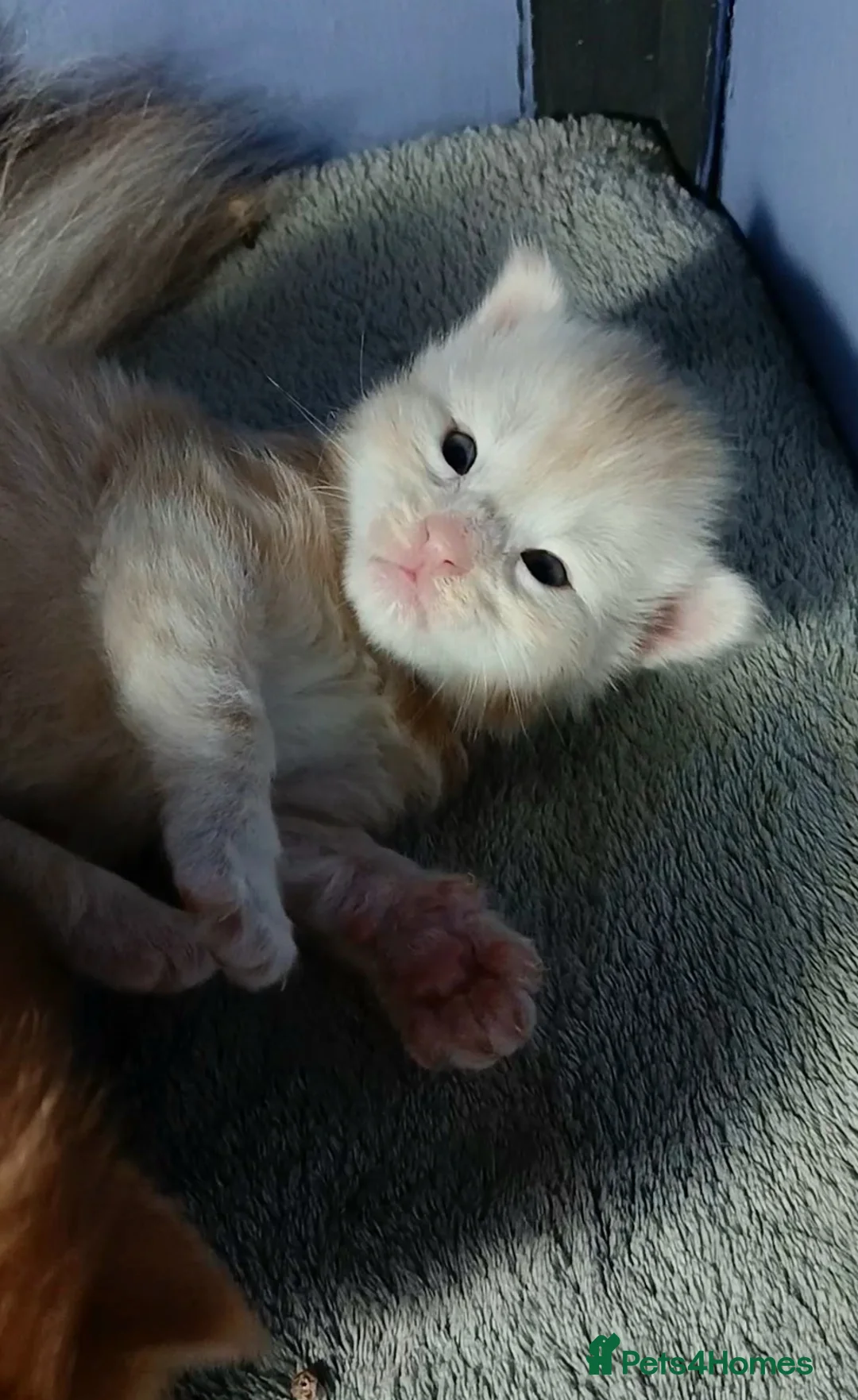 Maine Coon cats for sale: Sweet and Beautiful Pure Breed Maine Coon Kittens - Advert 8