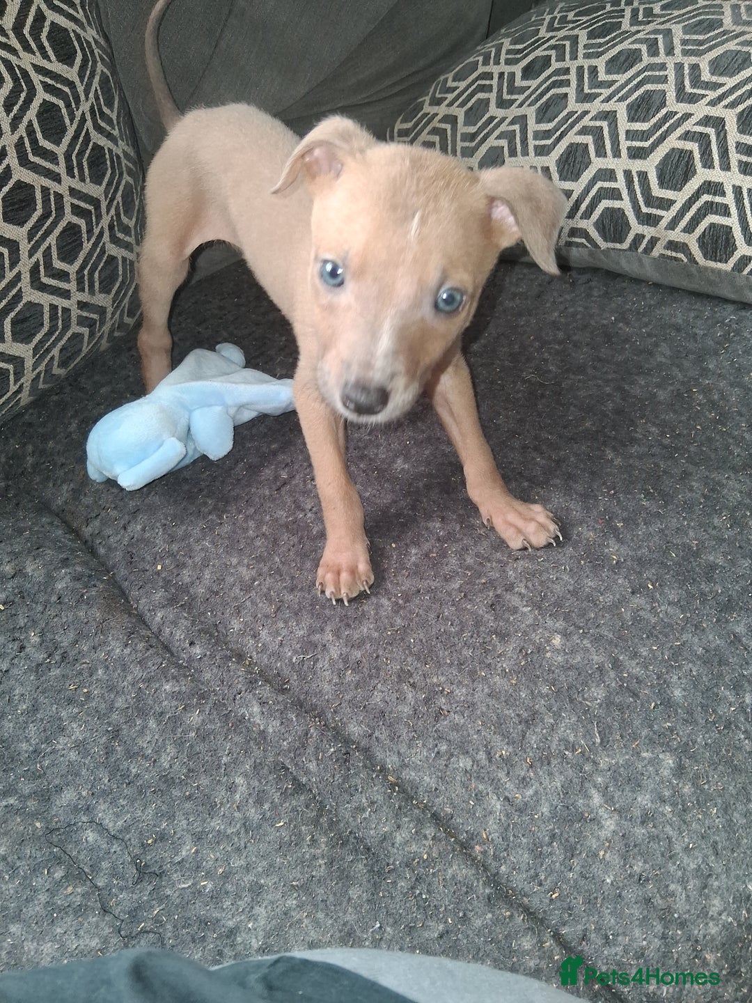 Mixed Breed dogs for sale: Male puppy for sale  - Image 3