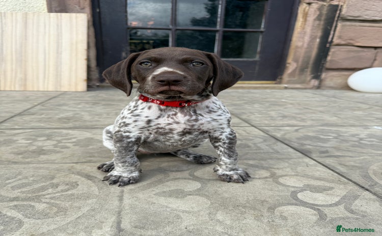 German Shorthaired Pointer dogs - Advert 1