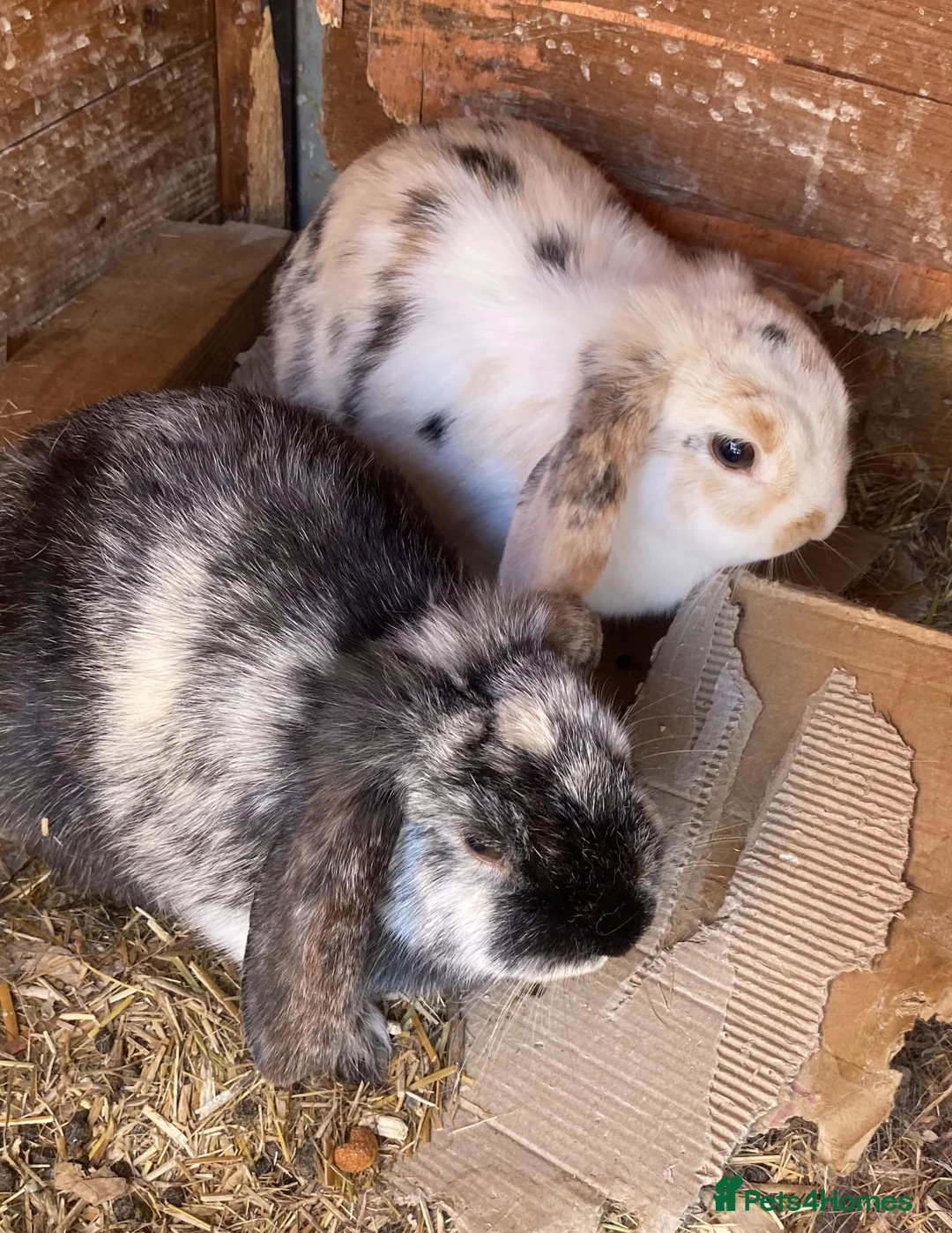 English Lop rabbits for sale: 2 female rabbits  in Winscombe - Advert 2