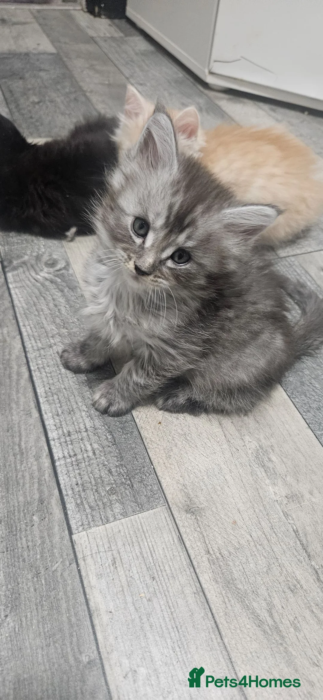 Maine Coon cats for sale: Stunning TICA Registered Maine coon Kittens  - Advert 13