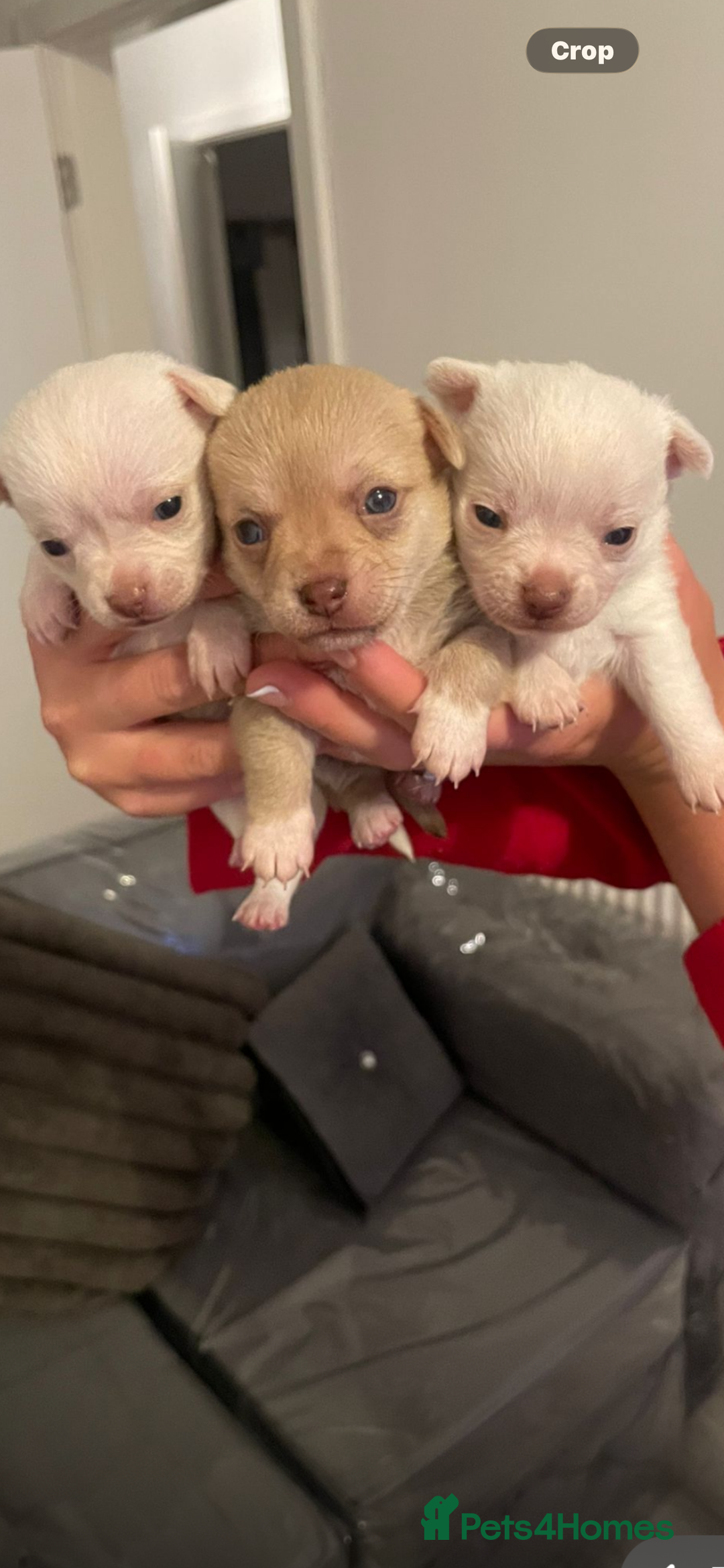 Chihuahua dogs for sale: Beautiful chihuahuas puppies for sale  - Advert 1