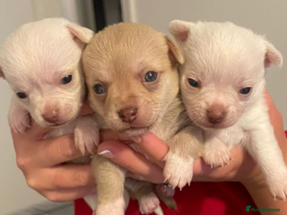 Chihuahua dogs Beautiful chihuahuas puppies for sale - Advert 1