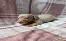 Miniature Dachshund dogs for sale: Miniature dachshunds  - Image 8
