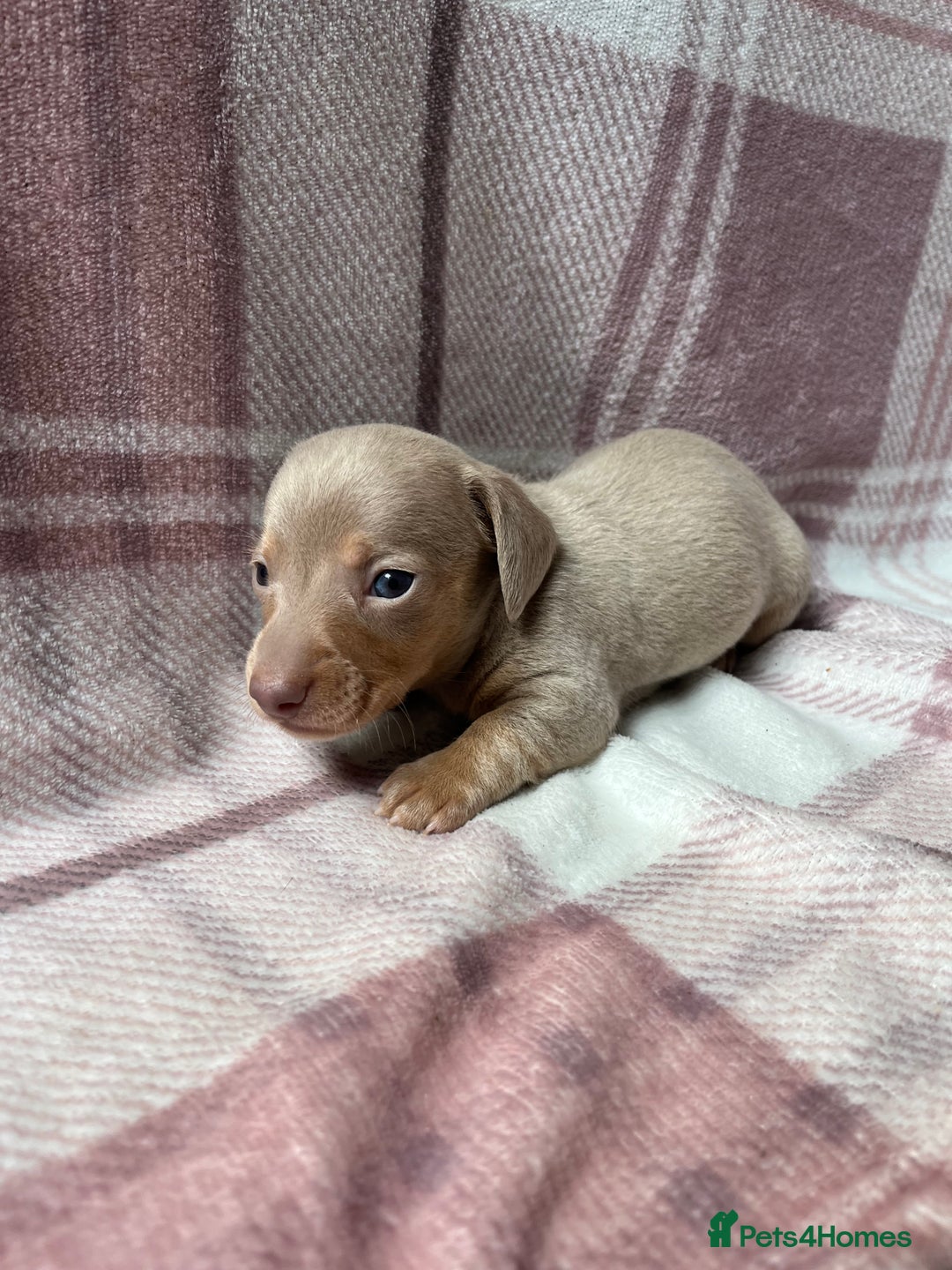 Miniature Dachshund dogs for sale: Miniature dachshunds  - Image 8