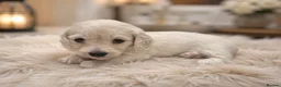 Miniature Dachshund dogs for sale: Exceptional KC Reg Miniature L/H Dachshund Puppies - Advert 15