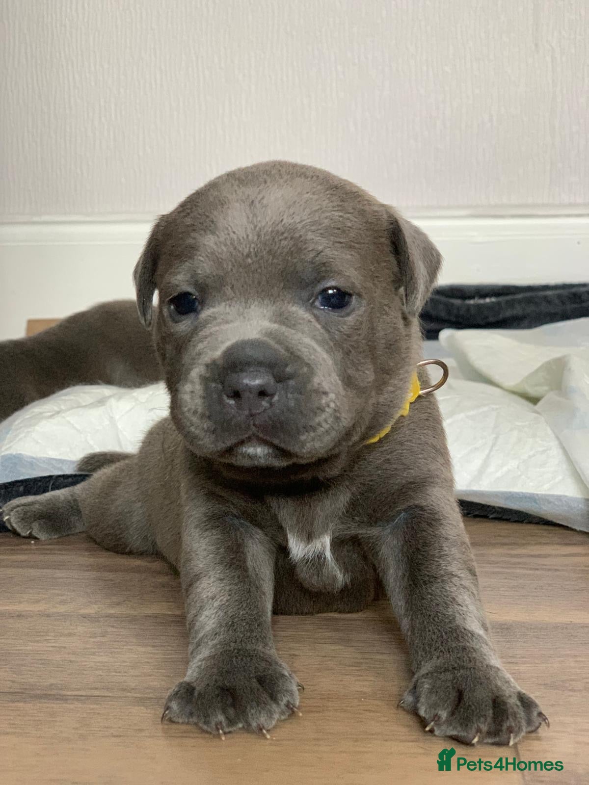 Staffordshire Bull Terrier dogs Champions Bloodlines Staffordshire Bull Terrier Pu - Advert 6