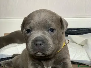 Staffordshire Bull Terrier dogs Champions Bloodlines Staffordshire Bull Terrier Pu - Advert 6