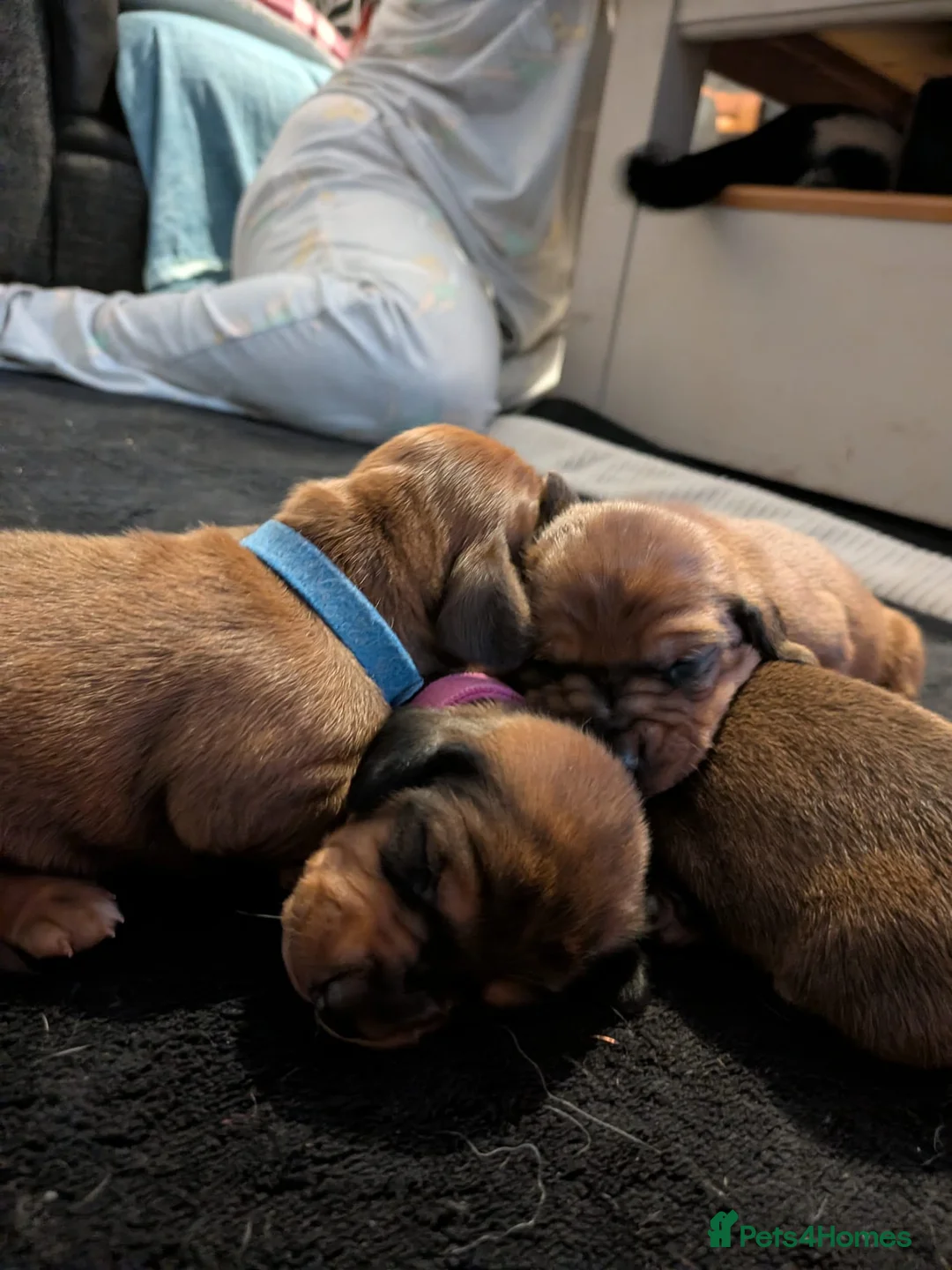 Miniature Dachshund dogs for sale: Miniature dashaund puppies  - Advert 23