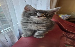 Maine Coon cats for sale: LARGE BREED Maine Coon cross  - Image 17
