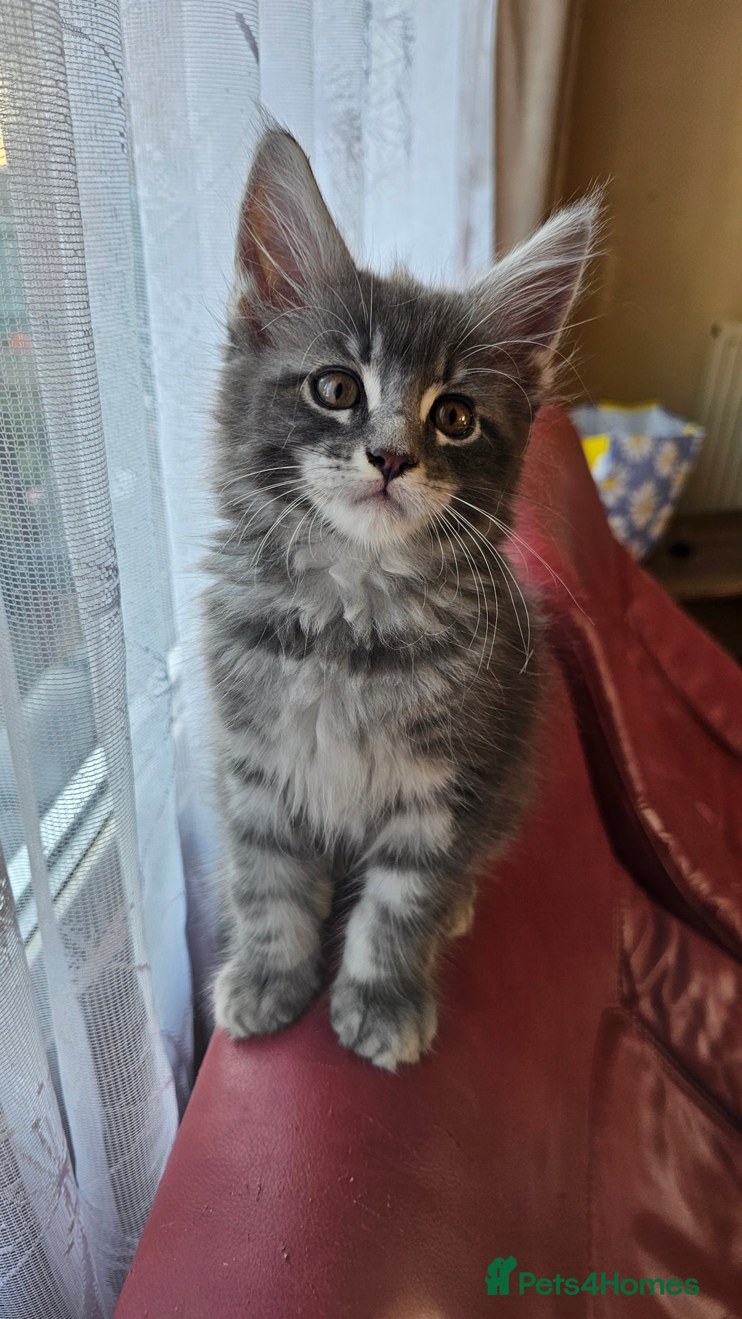 Maine Coon cats for sale: LARGE BREED Maine Coon cross  - Image 17