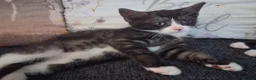 Mixed Breed cats for sale: Five beautiful kittens looking for a new home  - Advert 8