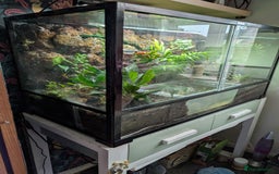 Toad reptiles for sale: 6 Fire Bellied Toads  - Image 3