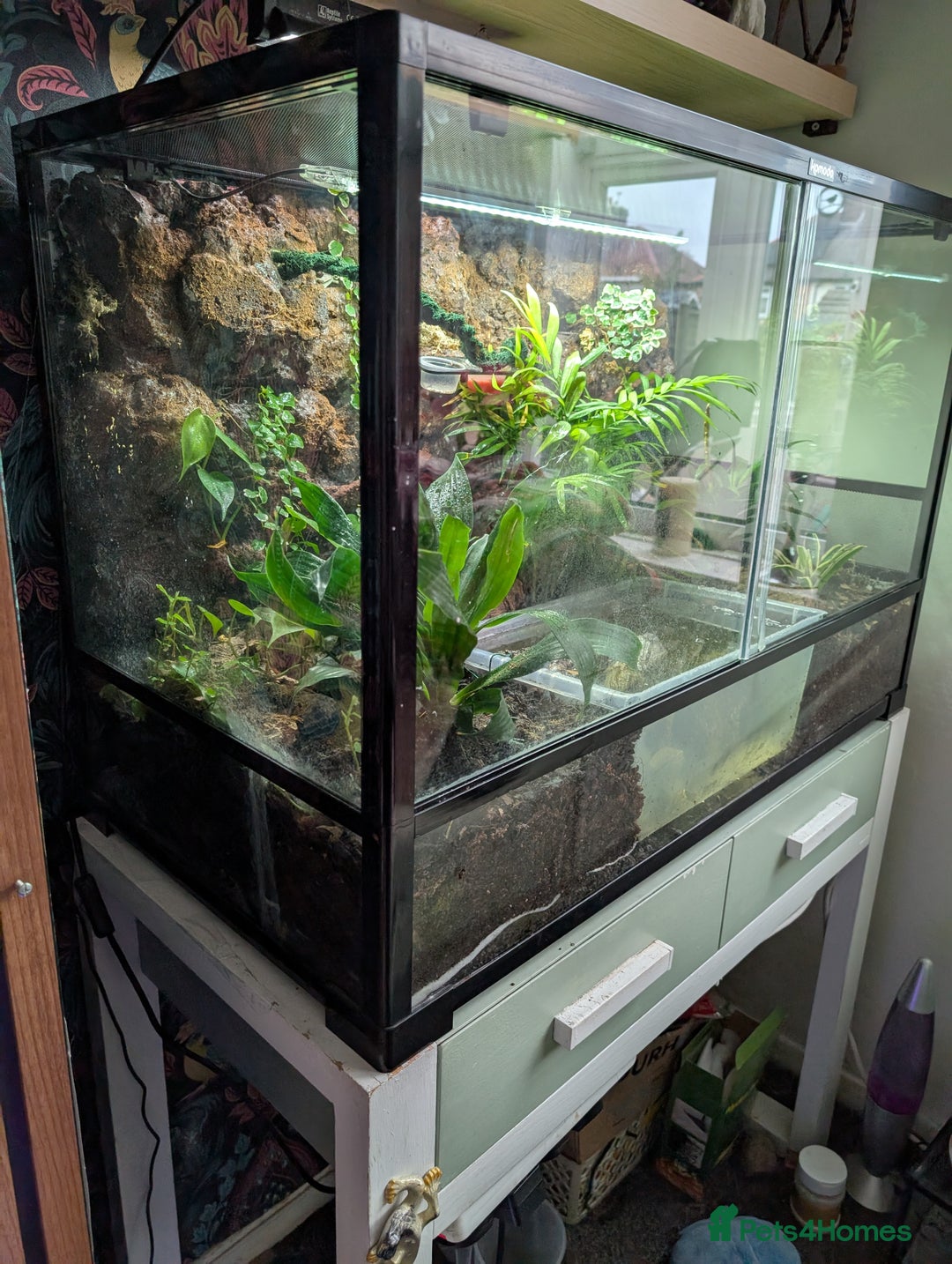 Toad reptiles for sale: 6 Fire Bellied Toads  - Image 3