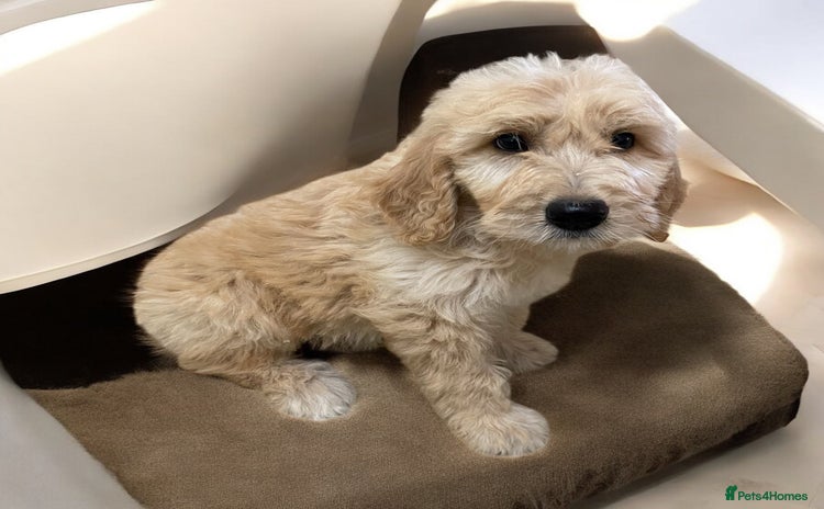 Goldendoodle dogs in Wooburn Green - Advert 4