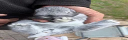 Mixed Breed rabbits for sale: Beautiful mini min Rex mix  - Advert 23