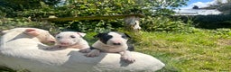 Bull Terrier dogs for sale: KC reg male pup - Advert 2