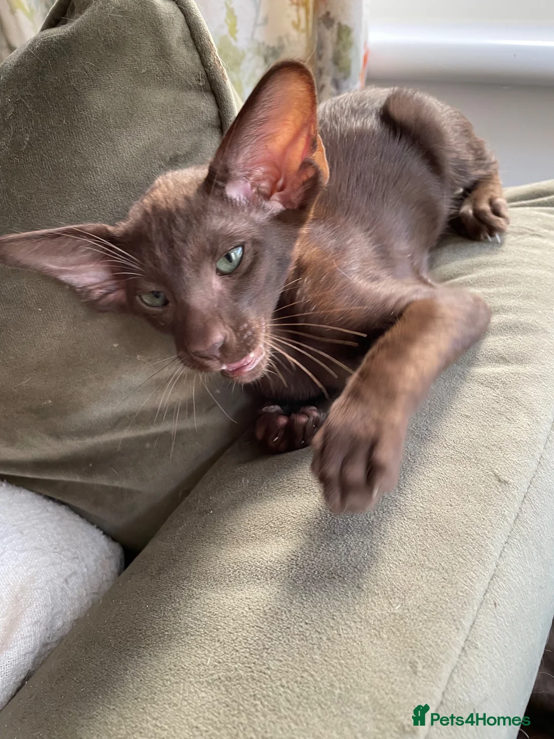 Oriental cats for sale: Lovely Havana brother and sister   - Advert 2