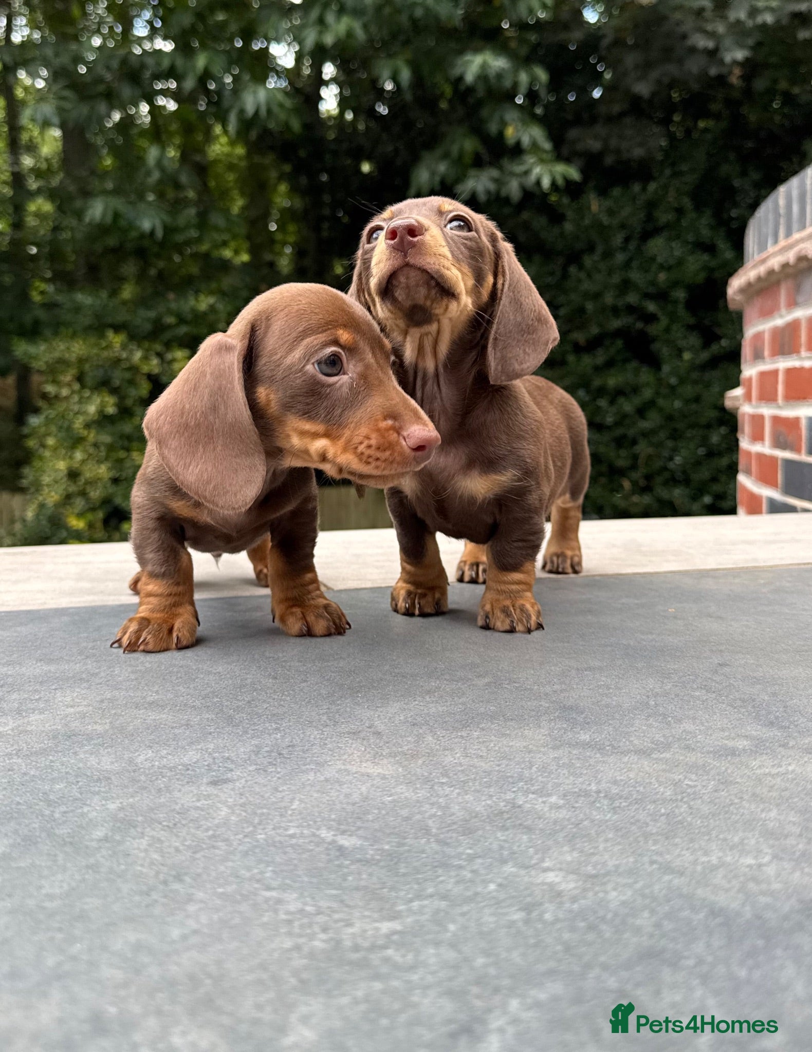 Miniature Dachshund dogs Miniature Dachshunds. PRA clear. 5 star breeder. - Advert 5