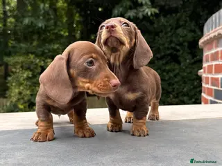 Miniature Dachshund dogs Miniature Dachshunds. PRA clear. 5 star breeder. - Advert 5