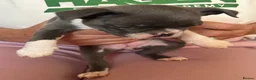 Boston Terrier dogs for sale: Boston Terriers - Advert 7