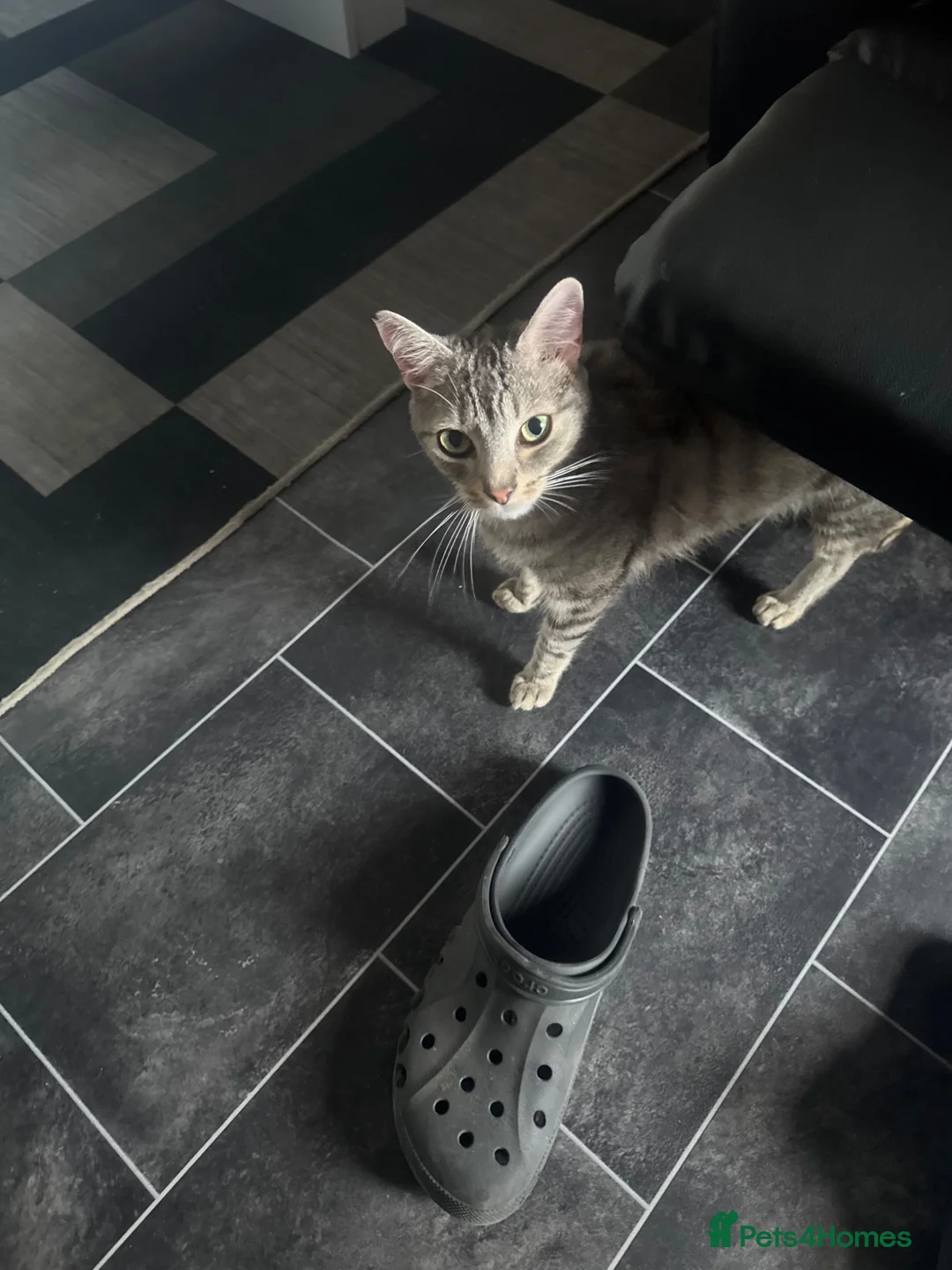 Domestic Shorthair cats for sale: Male Cat Free 2 the right home - Advert 5
