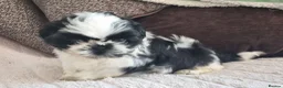 Shih Tzu dogs for sale: Shihtzu puppies - Advert 11