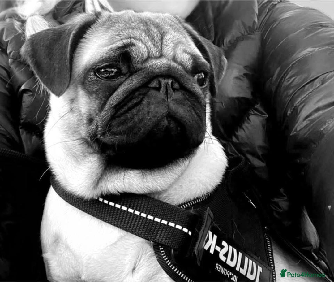 Pug dogs for sale: Show Quality KC Registered Fawn Bitch - Advert 1