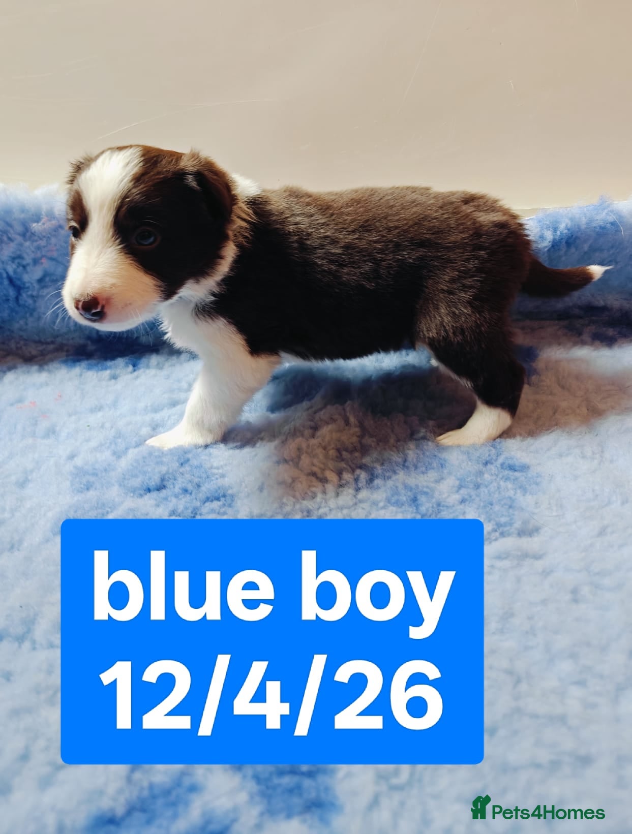 Border Collie dogs Stunning pure bred Red & White Border collie pups - Advert 2