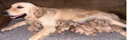 Golden Retriever dogs for sale: Golden Retriever puppy  - Advert 7