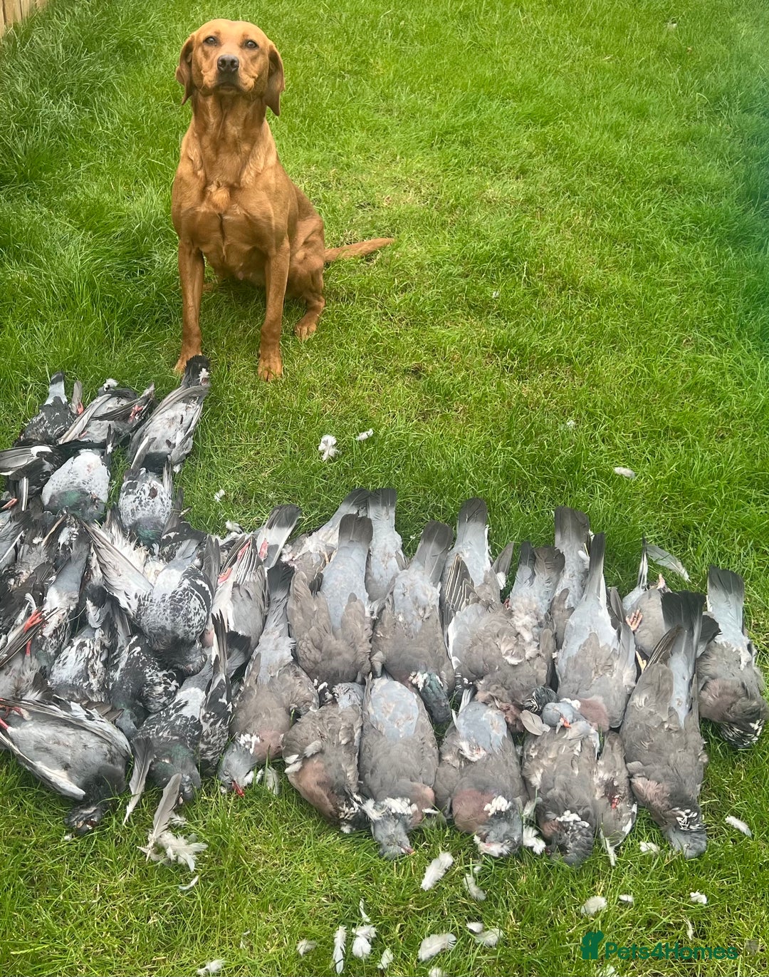 Labrador Retriever dogs for sale: Beautiful fox red Labrador pups 🐶  - Image 10