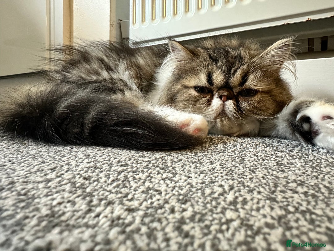 Persian cats for sale: Persion kitten_ The Lazy boy in Oxford - Image 9