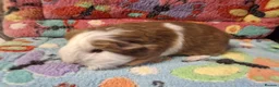 Guinea Pig rodents for sale: Baby Boars in longhaired breeds & teddies  - Advert 15