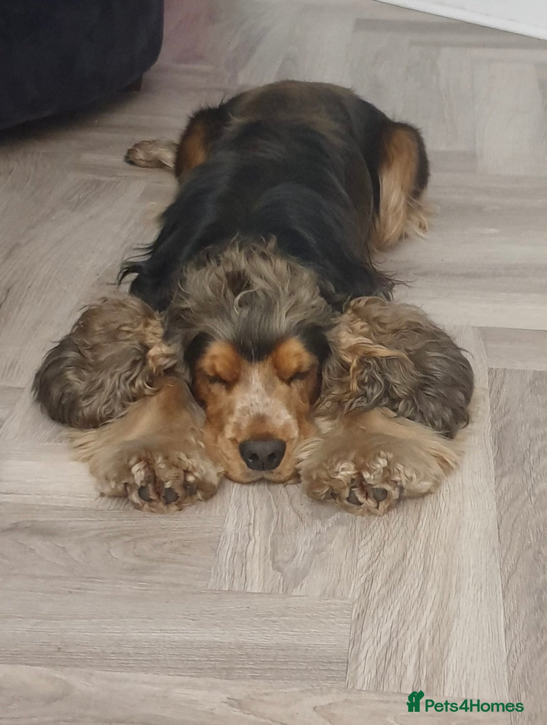 Cocker Spaniel dogs for sale: 5* OUTSTANDING KC SHOW COCKER SPANIELS ✨ - Advert 3