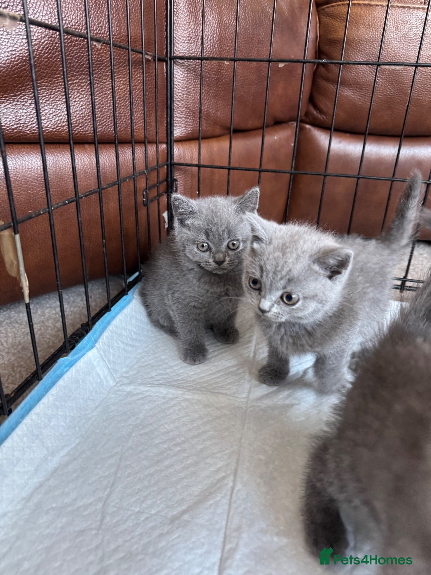 British Shorthair cats British short hair kittens - Advert 2