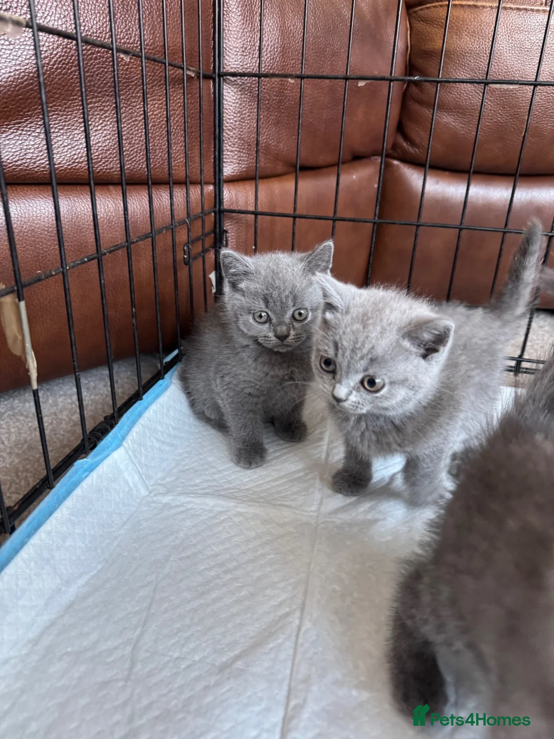 British Shorthair cats for sale: British short hair kittens - Advert 2