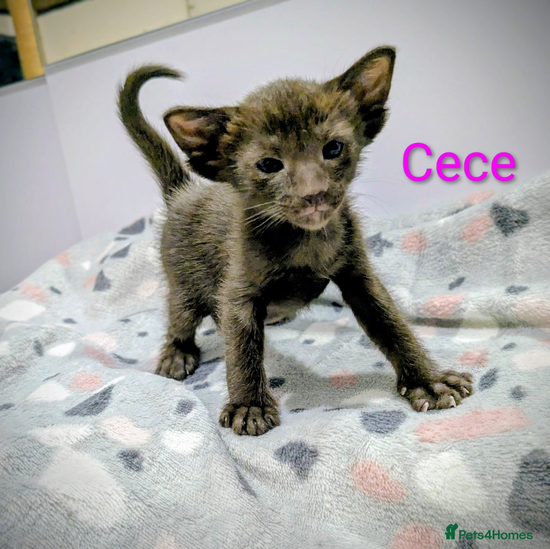 Siamese cats for sale: 6 little monkeys 🩷🩵 - Advert 17