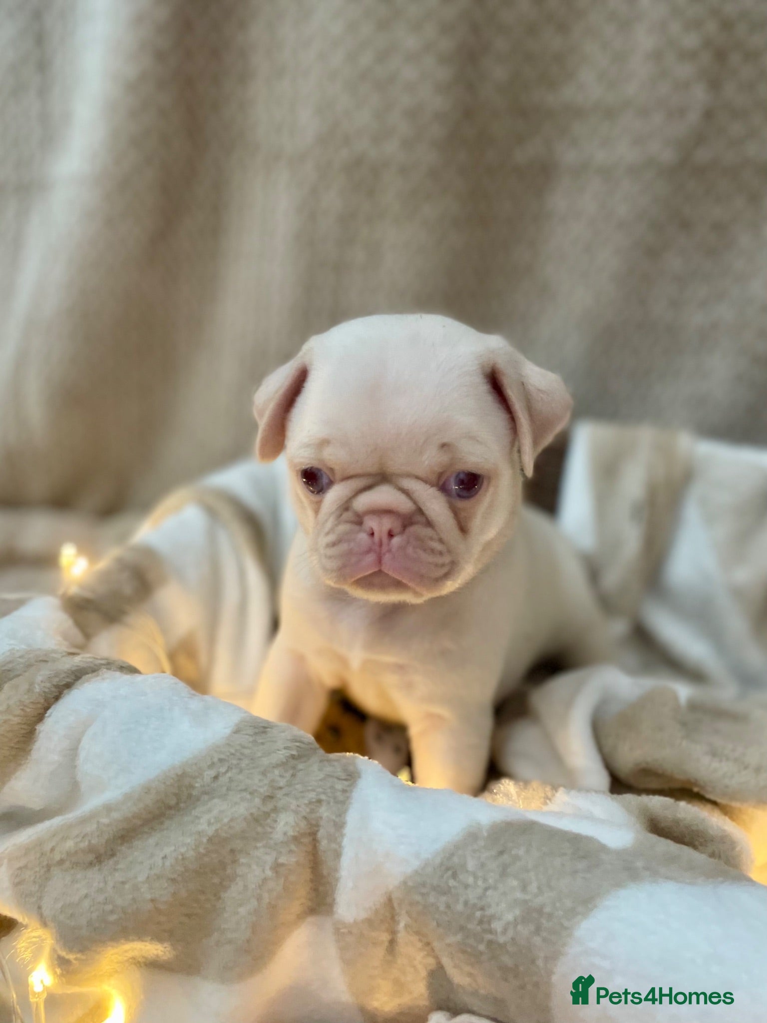 Pug dogs Boys Boys Boys!! Gorgeous litter of handsome males - Advert 1